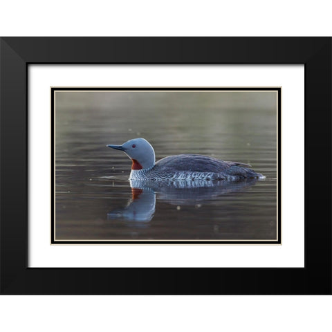 Red-throated Loon Black Modern Wood Framed Art Print with Double Matting by Archer, Ken
