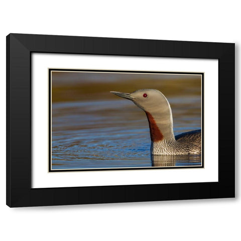 Red-throated Loon Close-up Black Modern Wood Framed Art Print with Double Matting by Archer, Ken