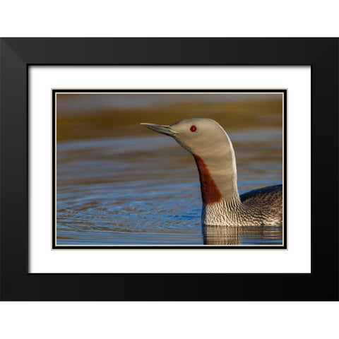 Red-throated Loon Close-up Black Modern Wood Framed Art Print with Double Matting by Archer, Ken