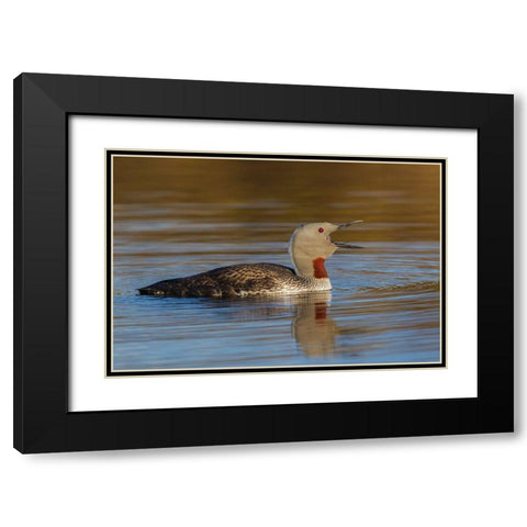 Red-throated Loon Calling Black Modern Wood Framed Art Print with Double Matting by Archer, Ken