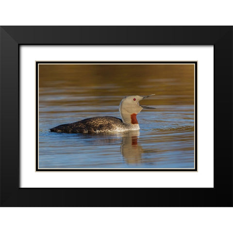 Red-throated Loon Calling Black Modern Wood Framed Art Print with Double Matting by Archer, Ken