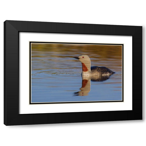Red-throated Loon Black Modern Wood Framed Art Print with Double Matting by Archer, Ken