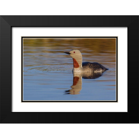 Red-throated Loon Black Modern Wood Framed Art Print with Double Matting by Archer, Ken