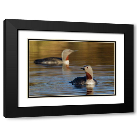 Red-throated Loon Pair Black Modern Wood Framed Art Print with Double Matting by Archer, Ken