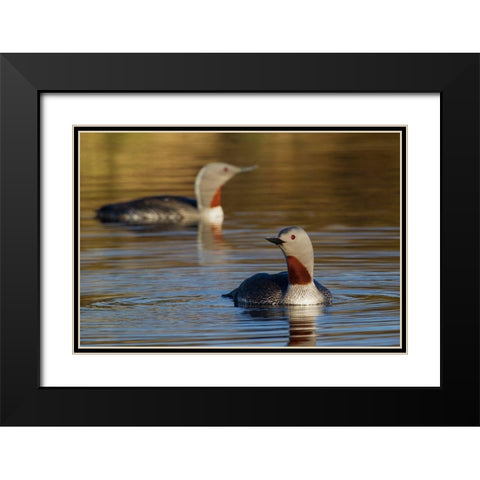 Red-throated Loon Pair Black Modern Wood Framed Art Print with Double Matting by Archer, Ken