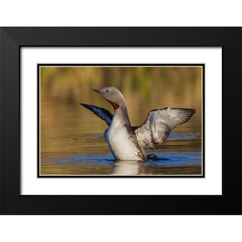 Red-throated Loon Black Modern Wood Framed Art Print with Double Matting by Archer, Ken