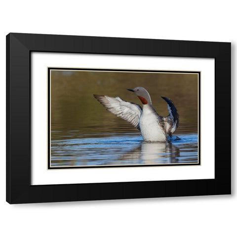 Red-throated Loon Drying Wings Black Modern Wood Framed Art Print with Double Matting by Archer, Ken