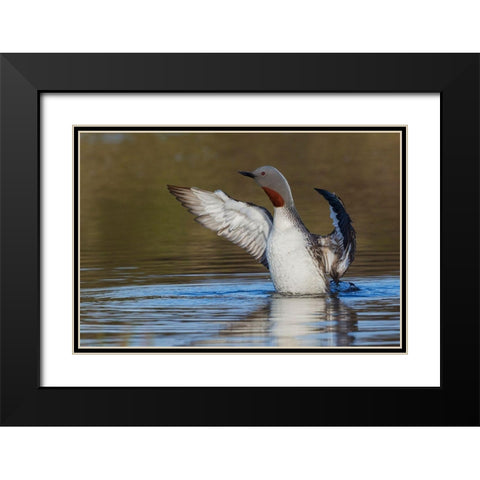 Red-throated Loon Drying Wings Black Modern Wood Framed Art Print with Double Matting by Archer, Ken