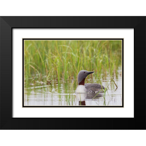 Red-throated Loon-Arctic Wetland Black Modern Wood Framed Art Print with Double Matting by Archer, Ken