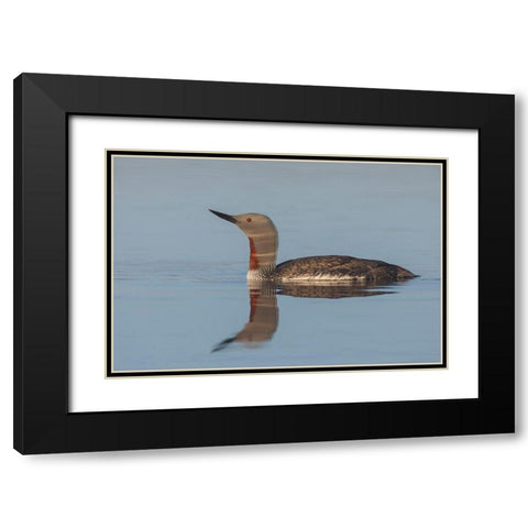 Red-throated Loon-misty morning Black Modern Wood Framed Art Print with Double Matting by Archer, Ken