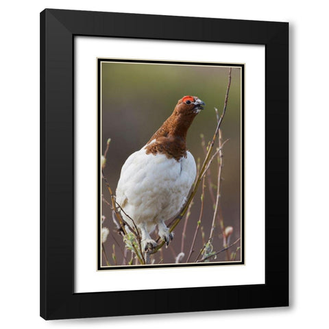 Willow Ptarmigan-Voice of the Arctic Tundra Black Modern Wood Framed Art Print with Double Matting by Archer, Ken
