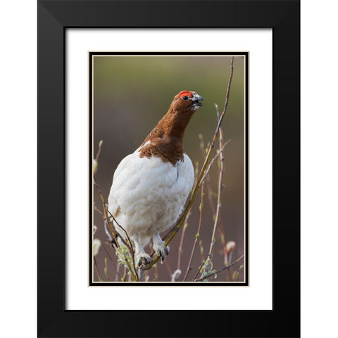 Willow Ptarmigan-Voice of the Arctic Tundra Black Modern Wood Framed Art Print with Double Matting by Archer, Ken