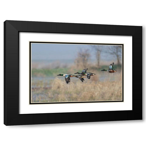Northern Shoveler-Courtship flight Black Modern Wood Framed Art Print with Double Matting by Archer, Ken