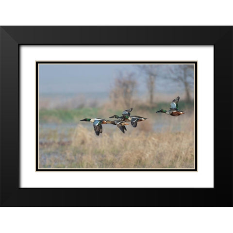 Northern Shoveler-Courtship flight Black Modern Wood Framed Art Print with Double Matting by Archer, Ken