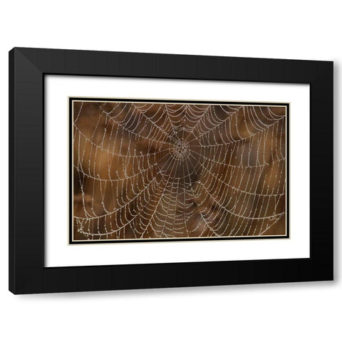Morning Dew on Orb Spider Web Black Modern Wood Framed Art Print with Double Matting by Archer, Ken