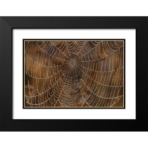 Morning Dew on Orb Spider Web Black Modern Wood Framed Art Print with Double Matting by Archer, Ken