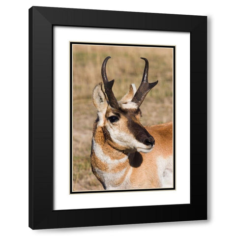 Pronghorn Antelope Buck Black Modern Wood Framed Art Print with Double Matting by Archer, Ken