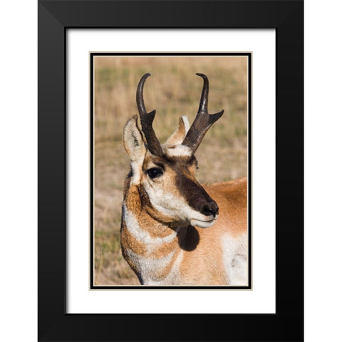 Pronghorn Antelope Buck Black Modern Wood Framed Art Print with Double Matting by Archer, Ken