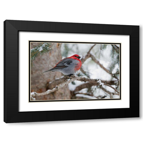 Pine Grosbeak-winter survivor Black Modern Wood Framed Art Print with Double Matting by Archer, Ken