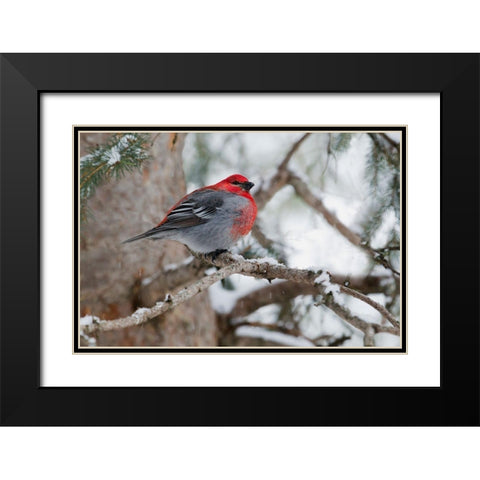 Pine Grosbeak-winter survivor Black Modern Wood Framed Art Print with Double Matting by Archer, Ken