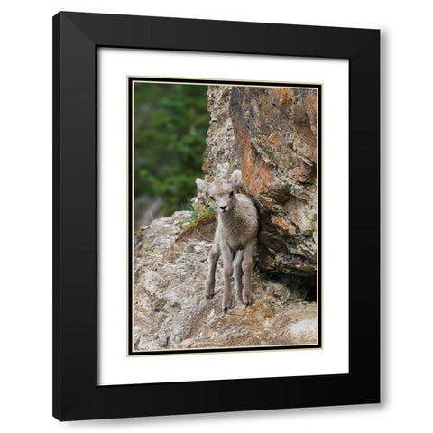 Bighorn Sheep Lamb Black Modern Wood Framed Art Print with Double Matting by Archer, Ken