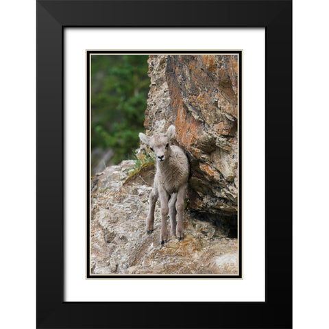 Bighorn Sheep Lamb Black Modern Wood Framed Art Print with Double Matting by Archer, Ken