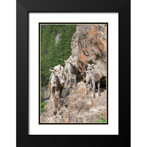 Bighorn Sheep Ewe with young twins Black Modern Wood Framed Art Print with Double Matting by Archer, Ken