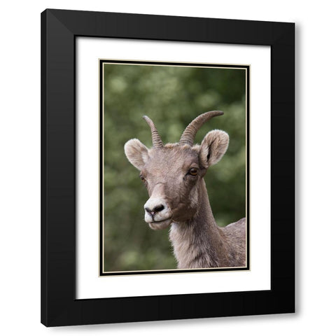 Rocky Mountain Bighorn Sheep-shedding winter fur Black Modern Wood Framed Art Print with Double Matting by Archer, Ken