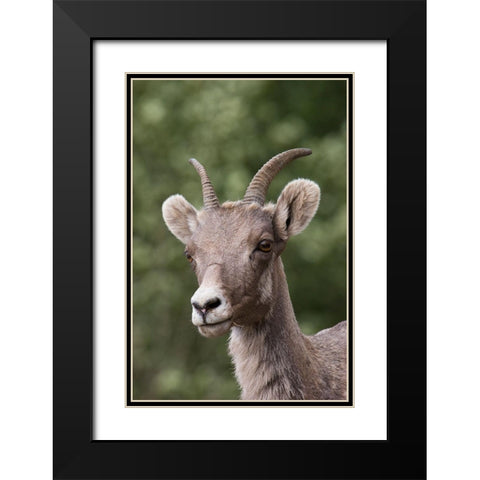 Rocky Mountain Bighorn Sheep-shedding winter fur Black Modern Wood Framed Art Print with Double Matting by Archer, Ken