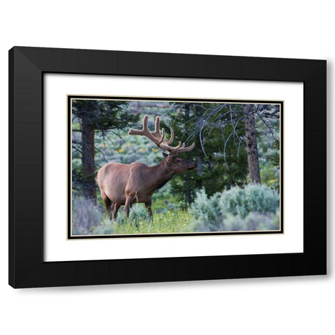 Rocky Mountain Bull Elk-Spring Velvet Antlers Black Modern Wood Framed Art Print with Double Matting by Archer, Ken