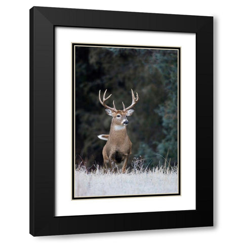 White-tailed Deer Buck Black Modern Wood Framed Art Print with Double Matting by Archer, Ken