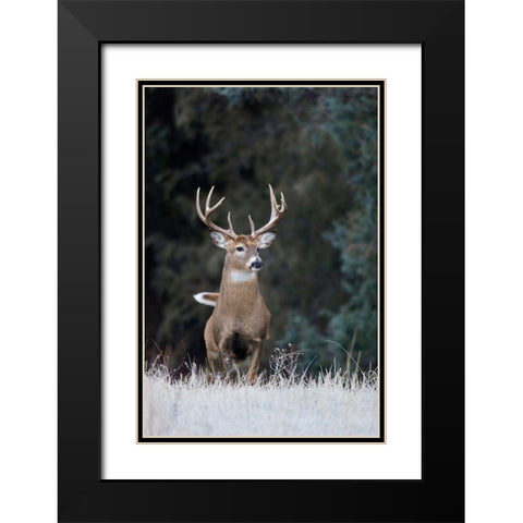 White-tailed Deer Buck Black Modern Wood Framed Art Print with Double Matting by Archer, Ken