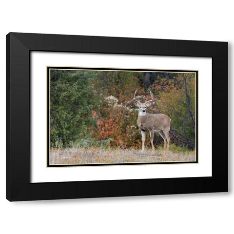 White-tailed Deer Buck Black Modern Wood Framed Art Print with Double Matting by Archer, Ken