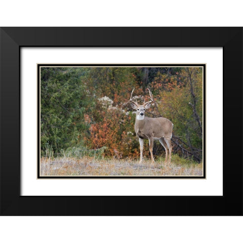 White-tailed Deer Buck Black Modern Wood Framed Art Print with Double Matting by Archer, Ken