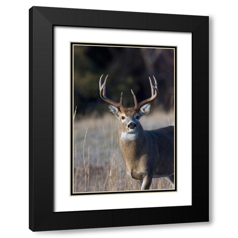 White-tailed Deer Buck Black Modern Wood Framed Art Print with Double Matting by Archer, Ken