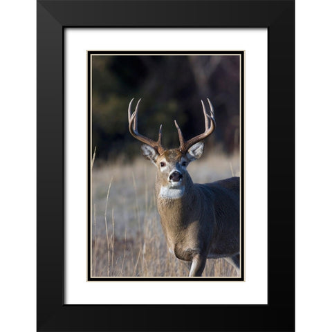 White-tailed Deer Buck Black Modern Wood Framed Art Print with Double Matting by Archer, Ken