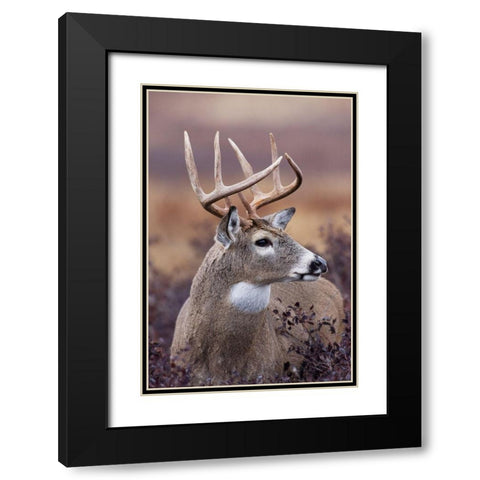White-tailed Deer Buck Black Modern Wood Framed Art Print with Double Matting by Archer, Ken