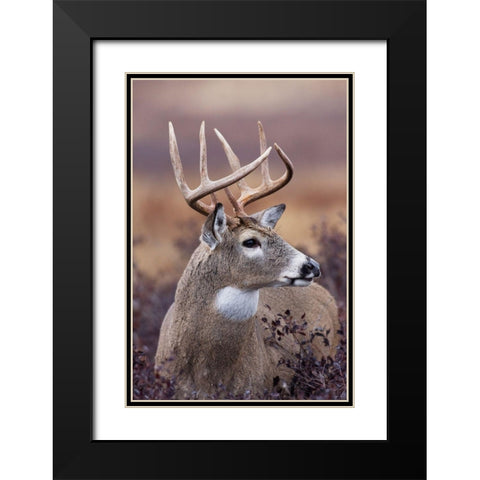 White-tailed Deer Buck Black Modern Wood Framed Art Print with Double Matting by Archer, Ken