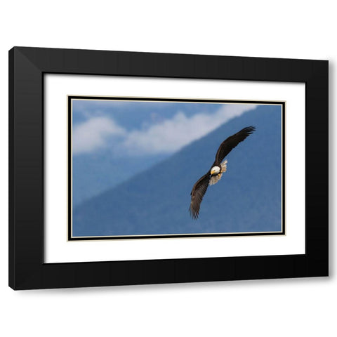 Bald Eagle Black Modern Wood Framed Art Print with Double Matting by Archer, Ken