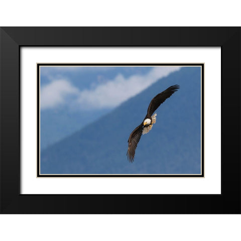 Bald Eagle Black Modern Wood Framed Art Print with Double Matting by Archer, Ken