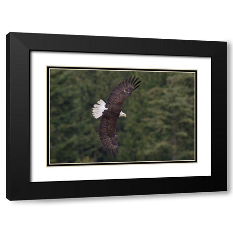 Bald Eagle Black Modern Wood Framed Art Print with Double Matting by Archer, Ken