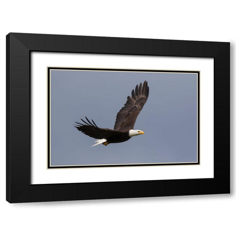 Bald Eagle flying Black Modern Wood Framed Art Print with Double Matting by Archer, Ken