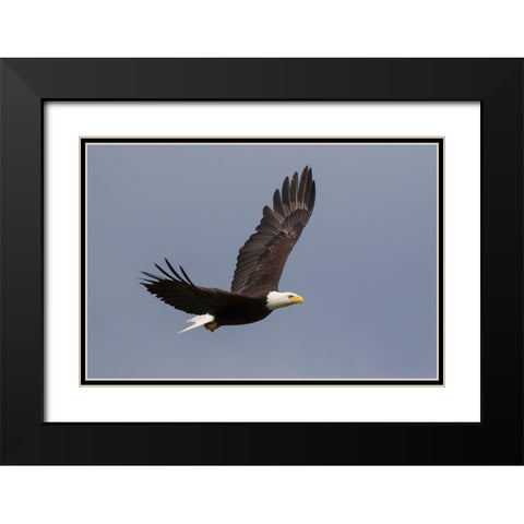 Bald Eagle flying Black Modern Wood Framed Art Print with Double Matting by Archer, Ken