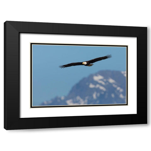 Bald eagle Black Modern Wood Framed Art Print with Double Matting by Archer, Ken