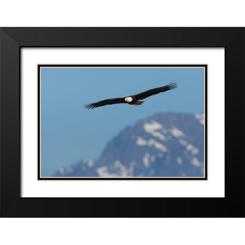 Bald eagle Black Modern Wood Framed Art Print with Double Matting by Archer, Ken