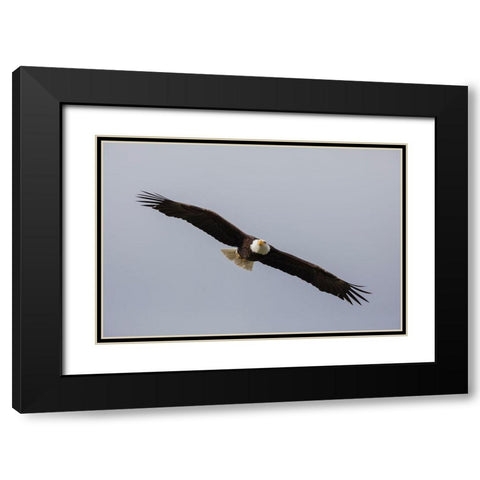 Bald Eagle Black Modern Wood Framed Art Print with Double Matting by Archer, Ken