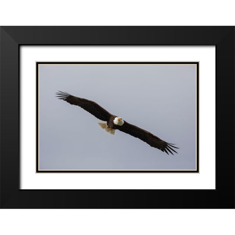 Bald Eagle Black Modern Wood Framed Art Print with Double Matting by Archer, Ken