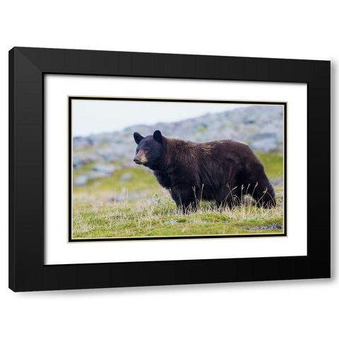 Black Bear-Big Boar Black Modern Wood Framed Art Print with Double Matting by Archer, Ken