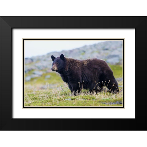 Black Bear-Big Boar Black Modern Wood Framed Art Print with Double Matting by Archer, Ken