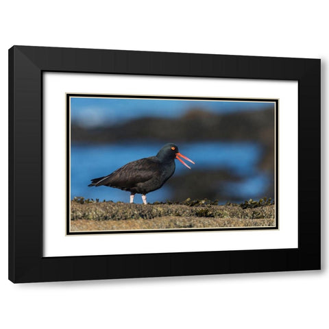Black Oystercatcher Calling Black Modern Wood Framed Art Print with Double Matting by Archer, Ken